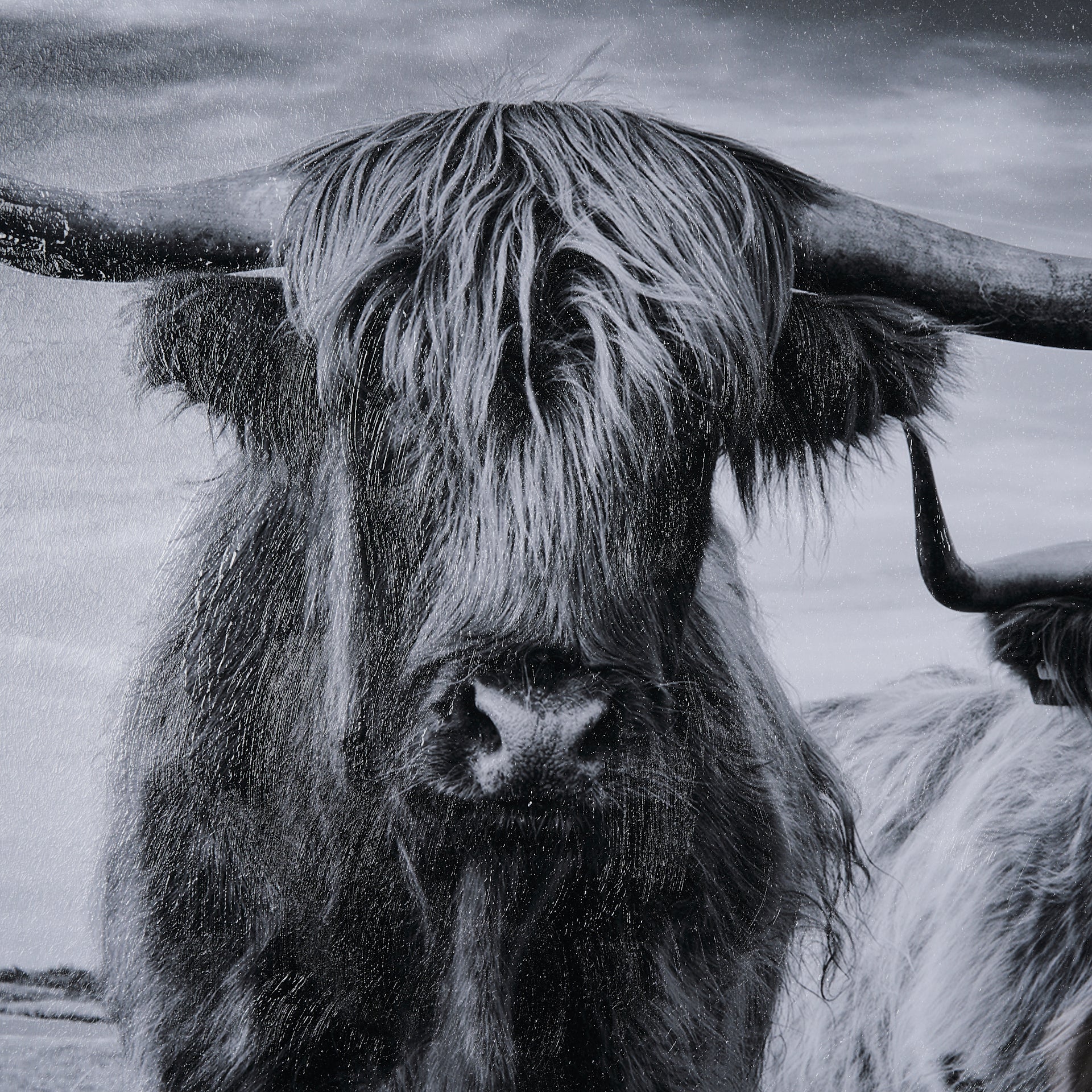 Highlands Framed Art