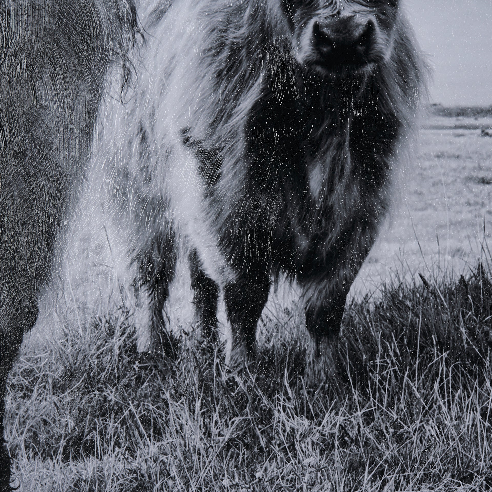 Highlands Framed Art