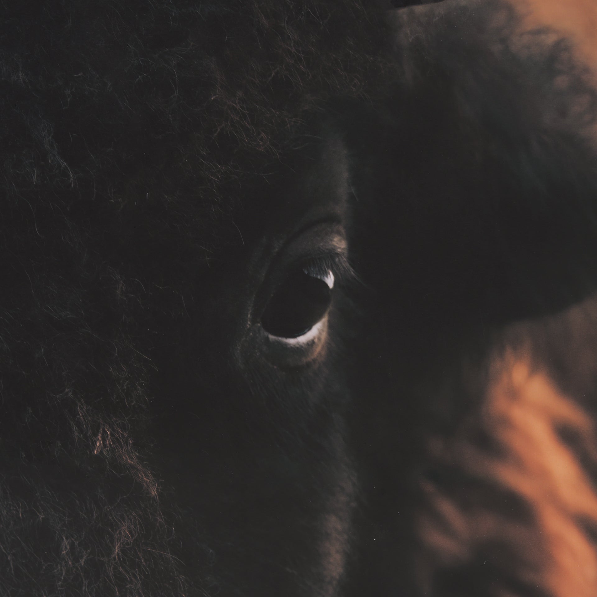 Stare Down Framed Art