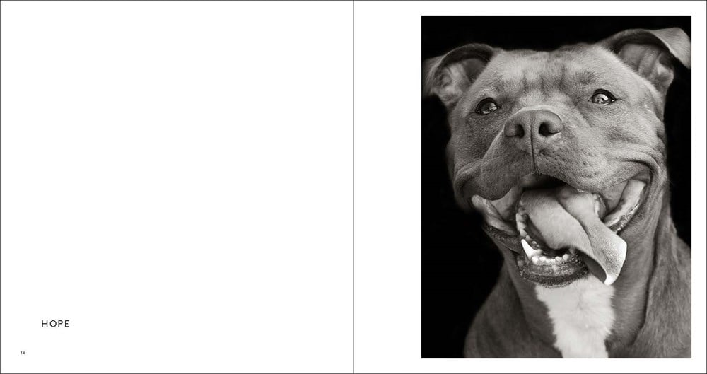 Finding Home: Shelter Dogs & Their Stories