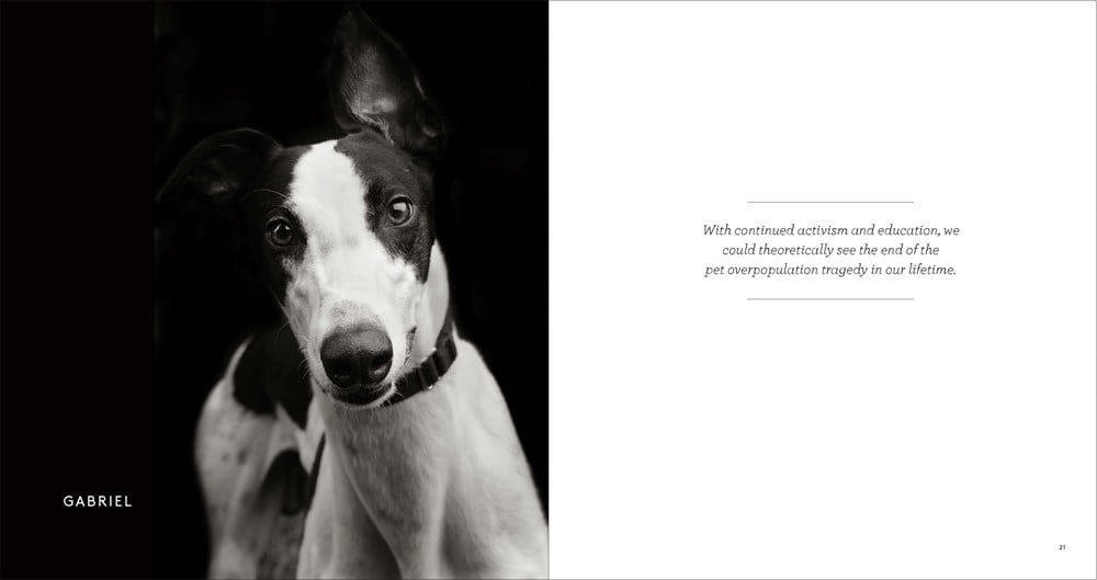 Finding Home: Shelter Dogs & Their Stories