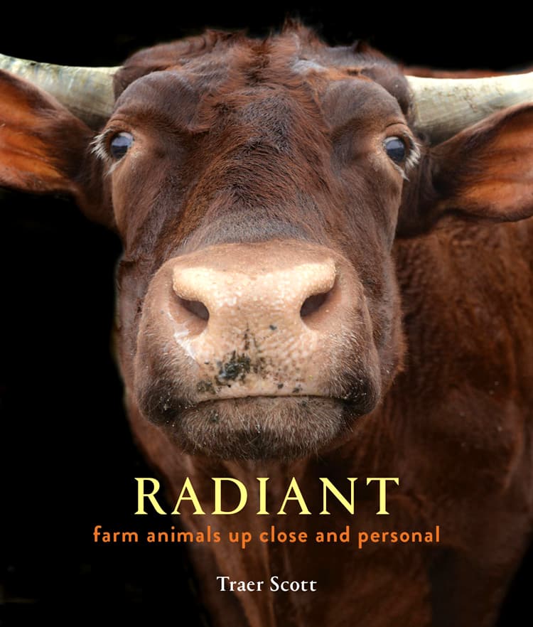 Radiant: Farm Animals Up Close and Personal