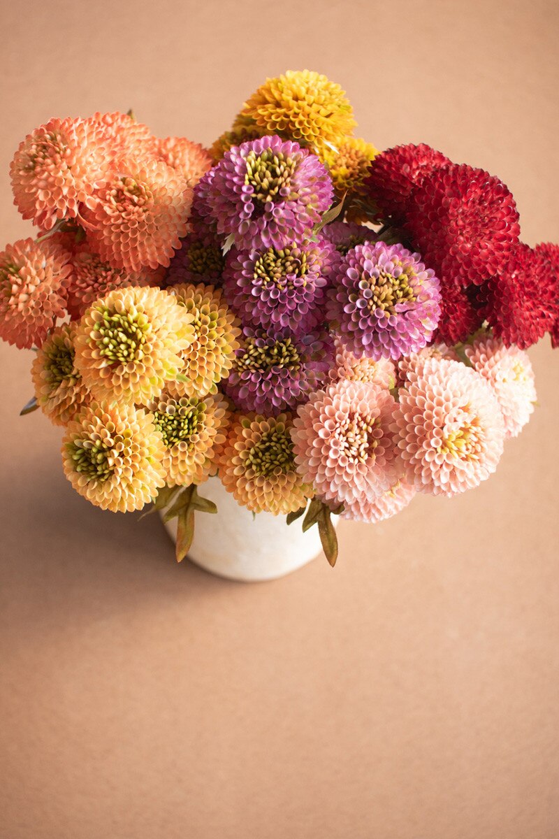 Bundle Purple Ball Dahlias