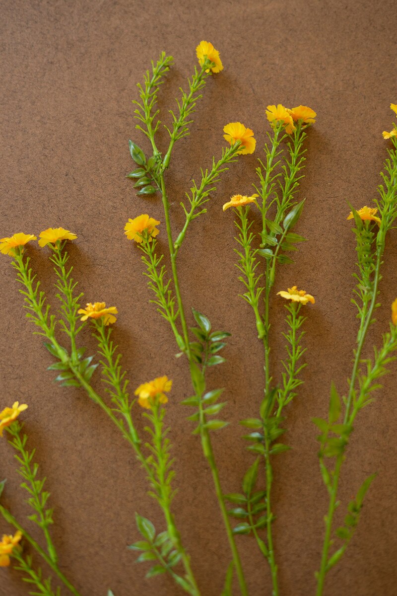 Yellow Daisy Spray