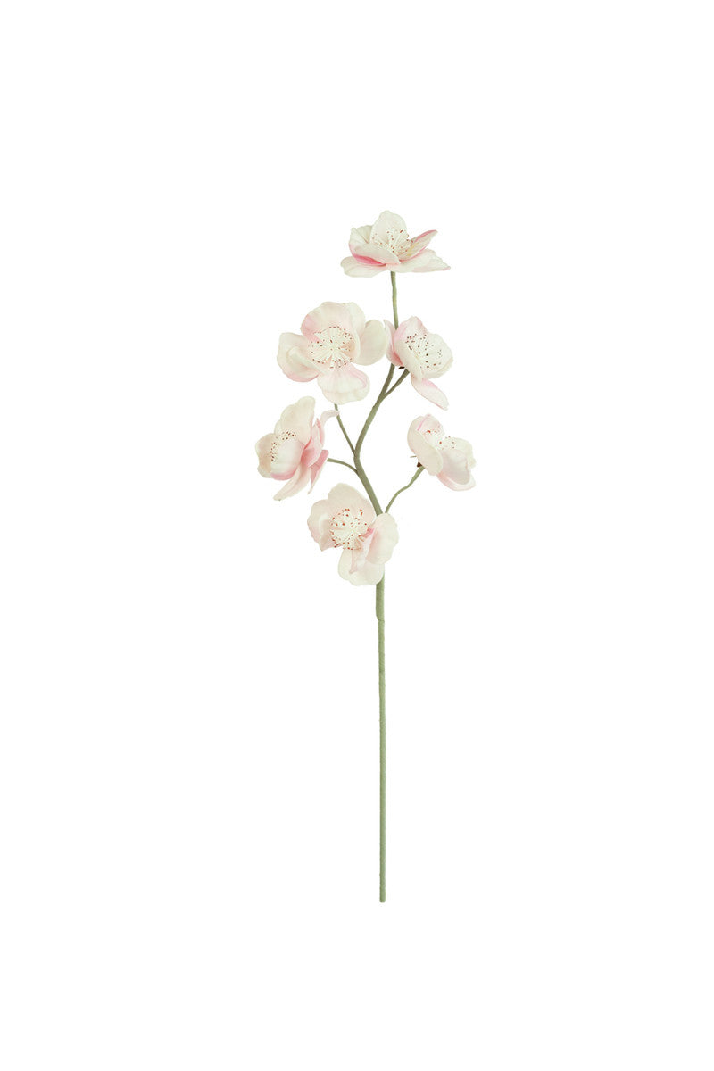 Botanica #2684*