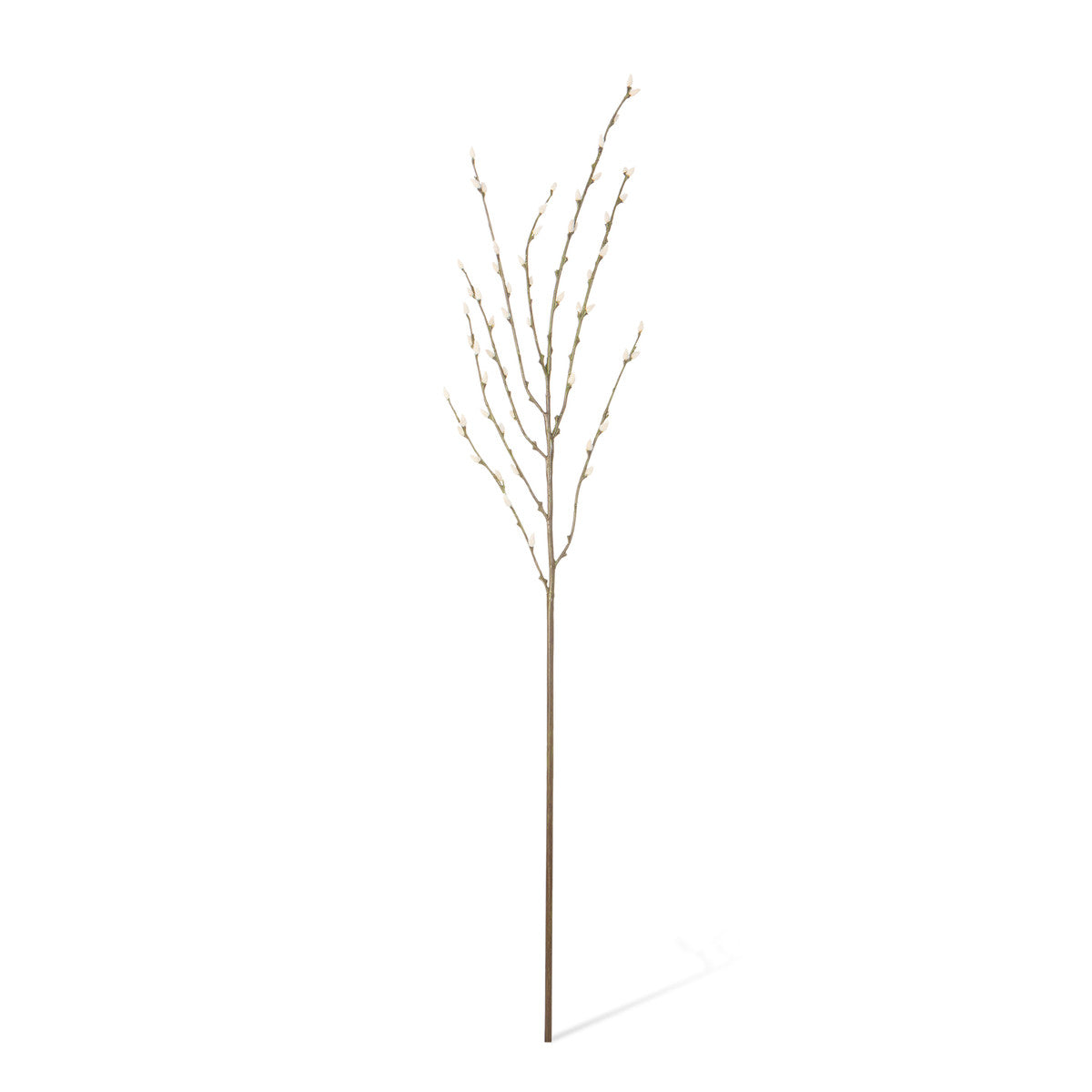 Pussy Willow Branch