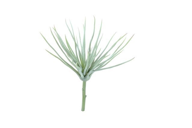 Tillandsia Sulnt Med
