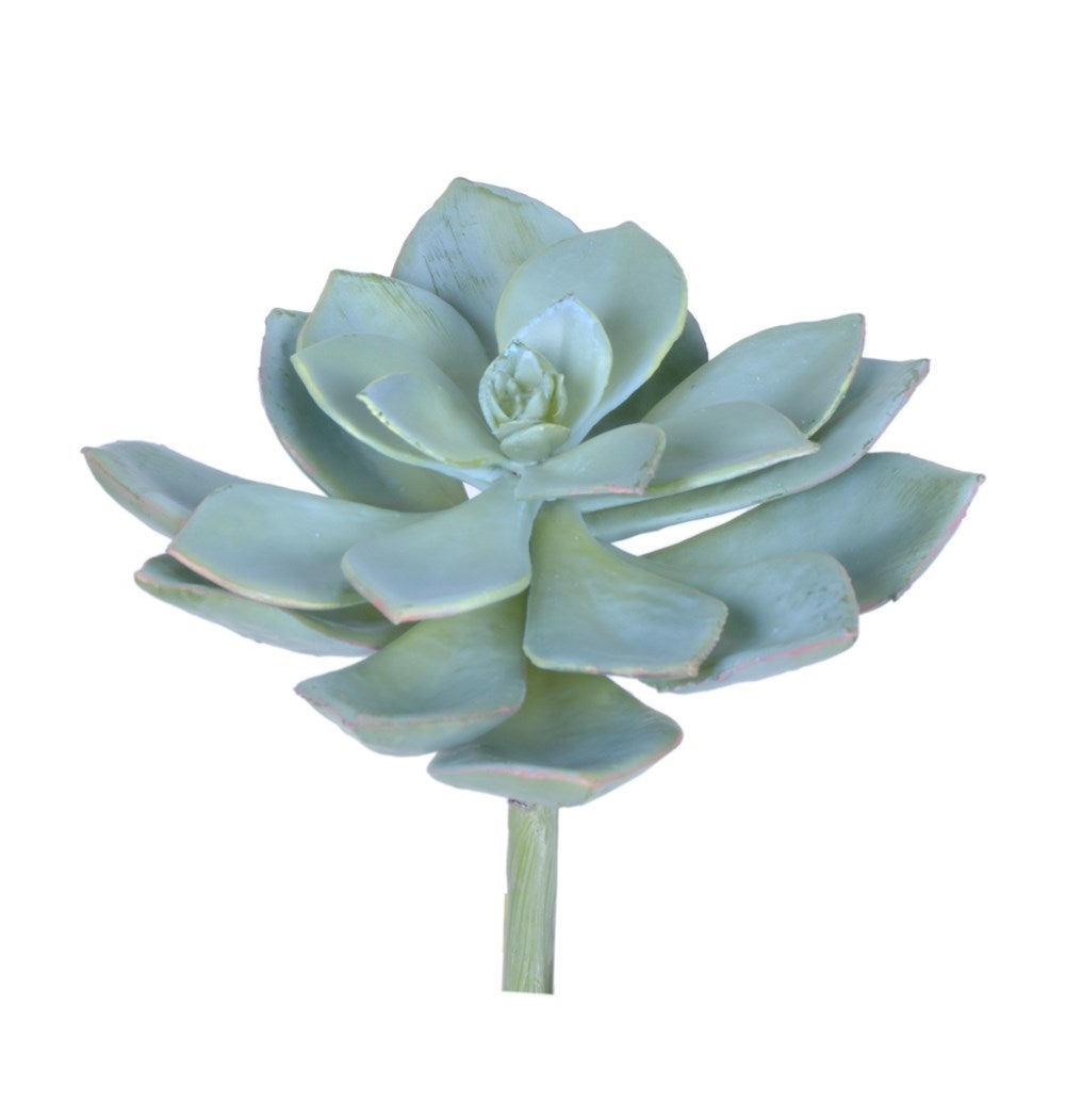 Echeveria Puldris 7.5"