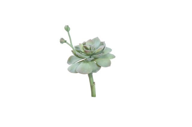 Rosette Succulent Small