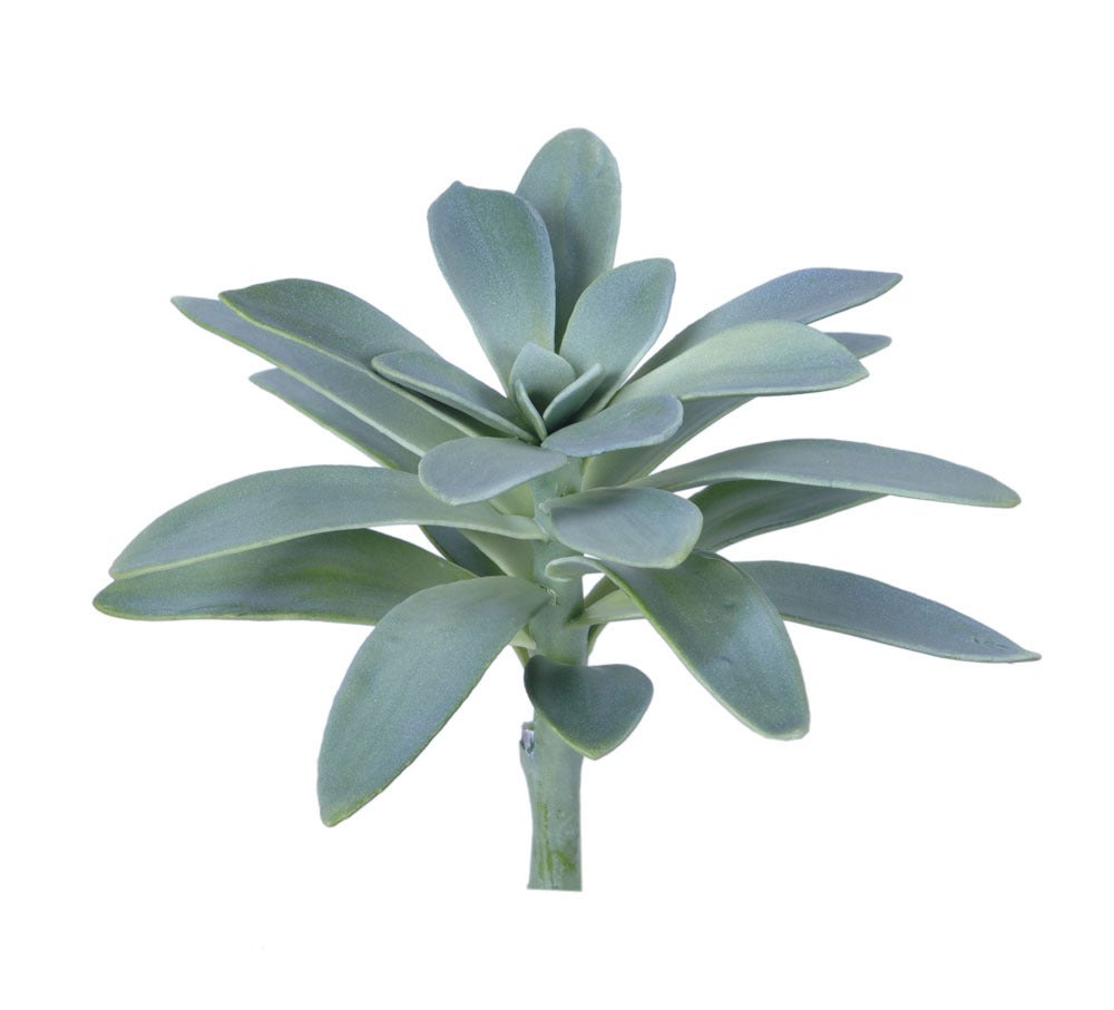 Graptoetalum Paraguayen