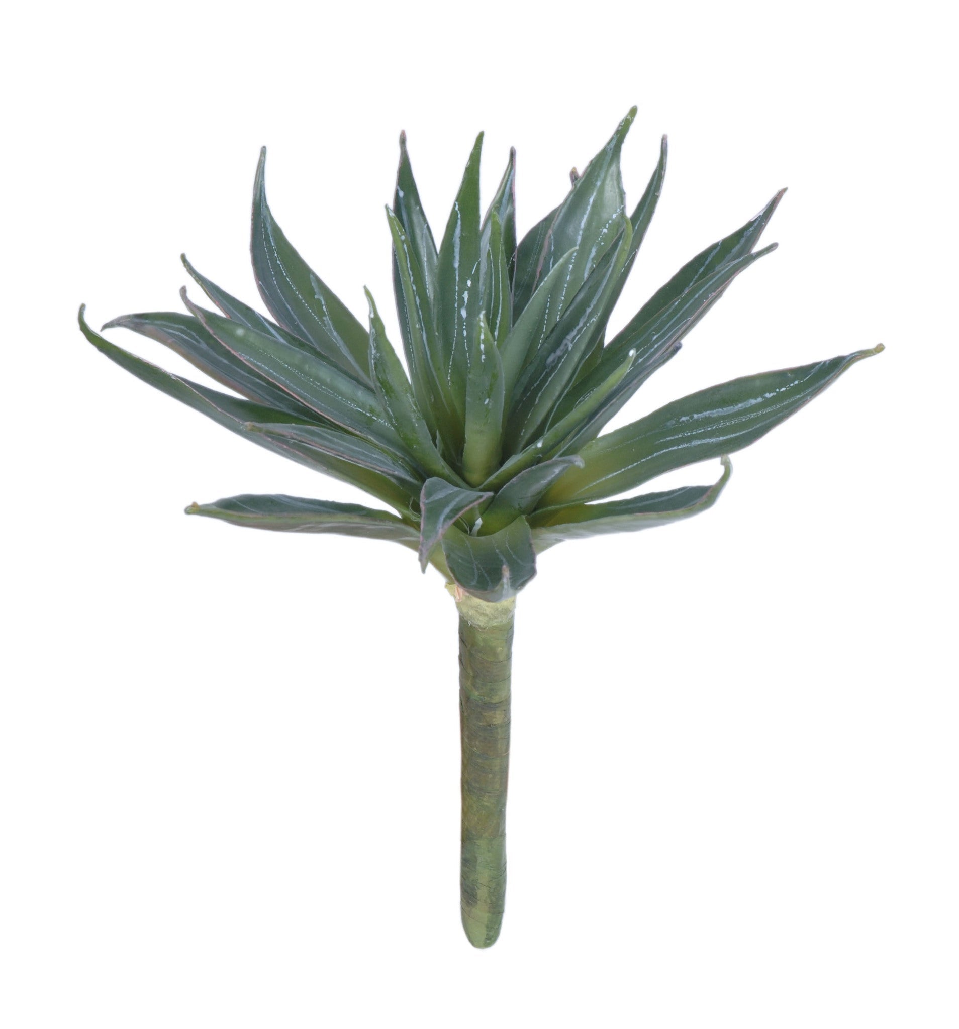 Agave Victoria- Reginae 10"