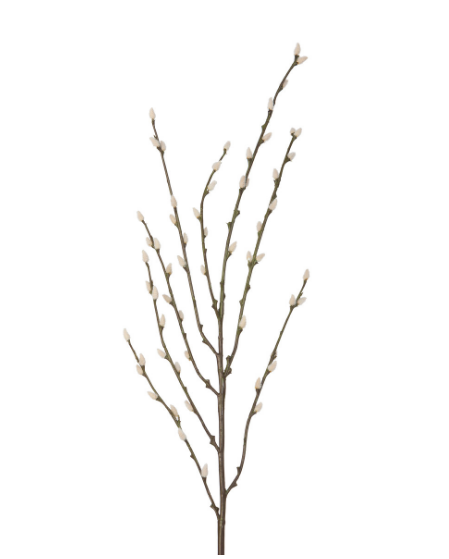 Pussy Willow Branch