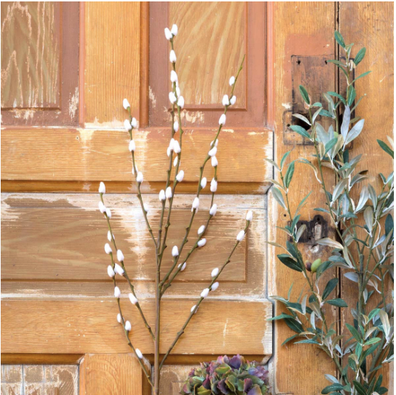 Pussy Willow Branch