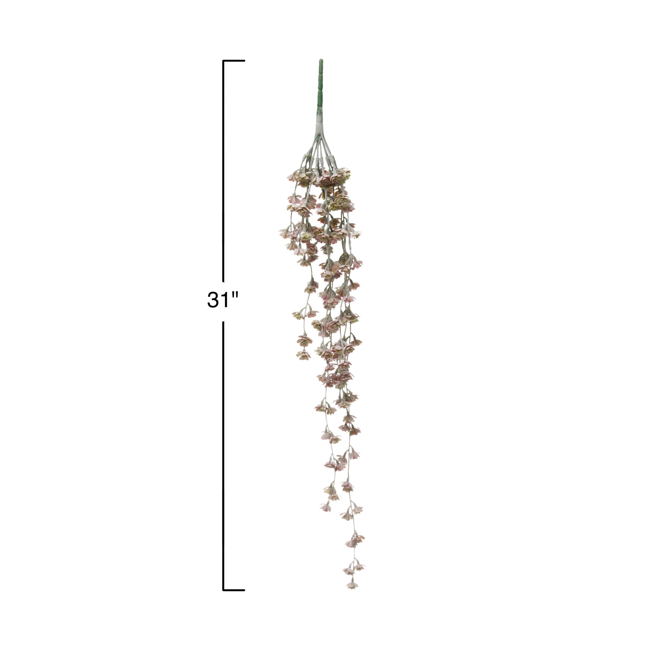 Trailing Purple Succulent
