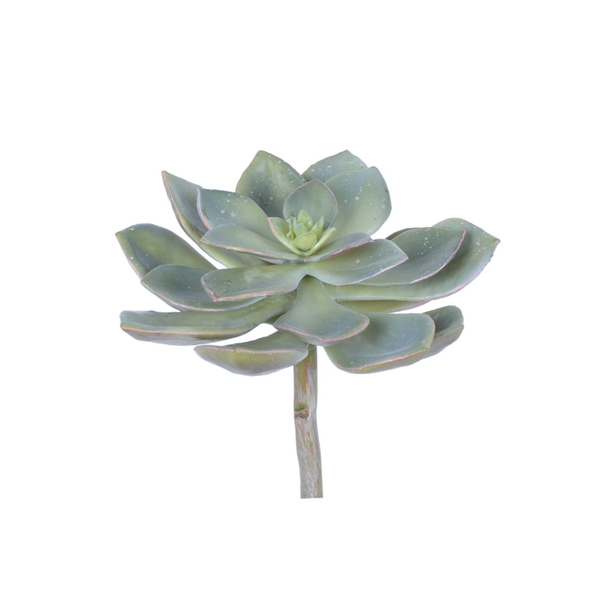7.5" Echeveria Pulidris, Green
