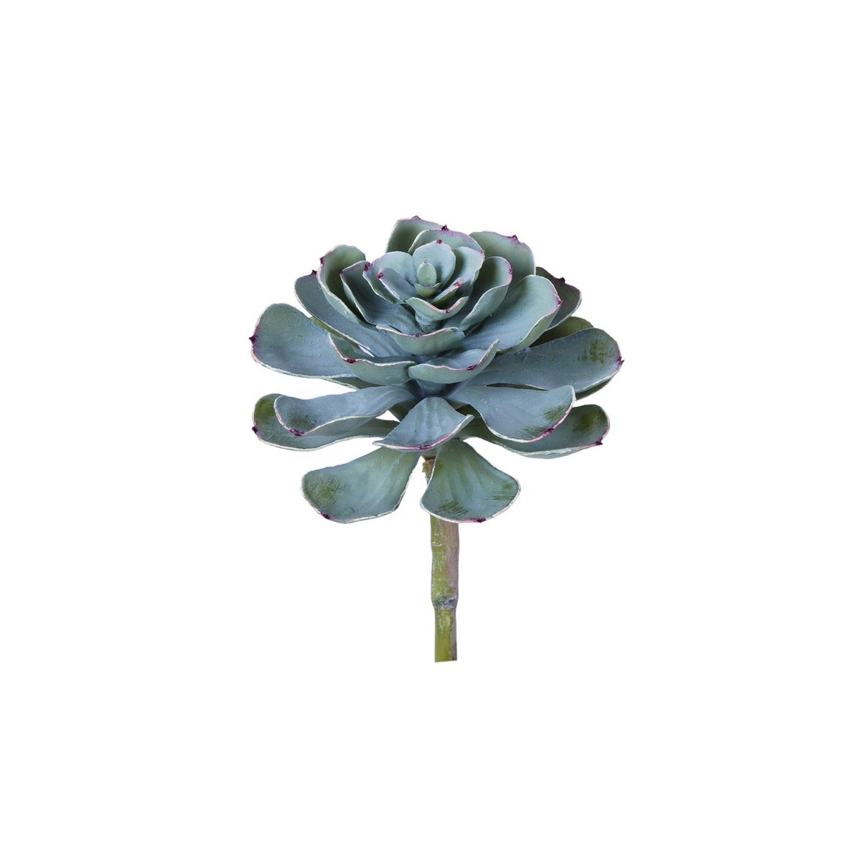 8.5" Echeveria Imbricata