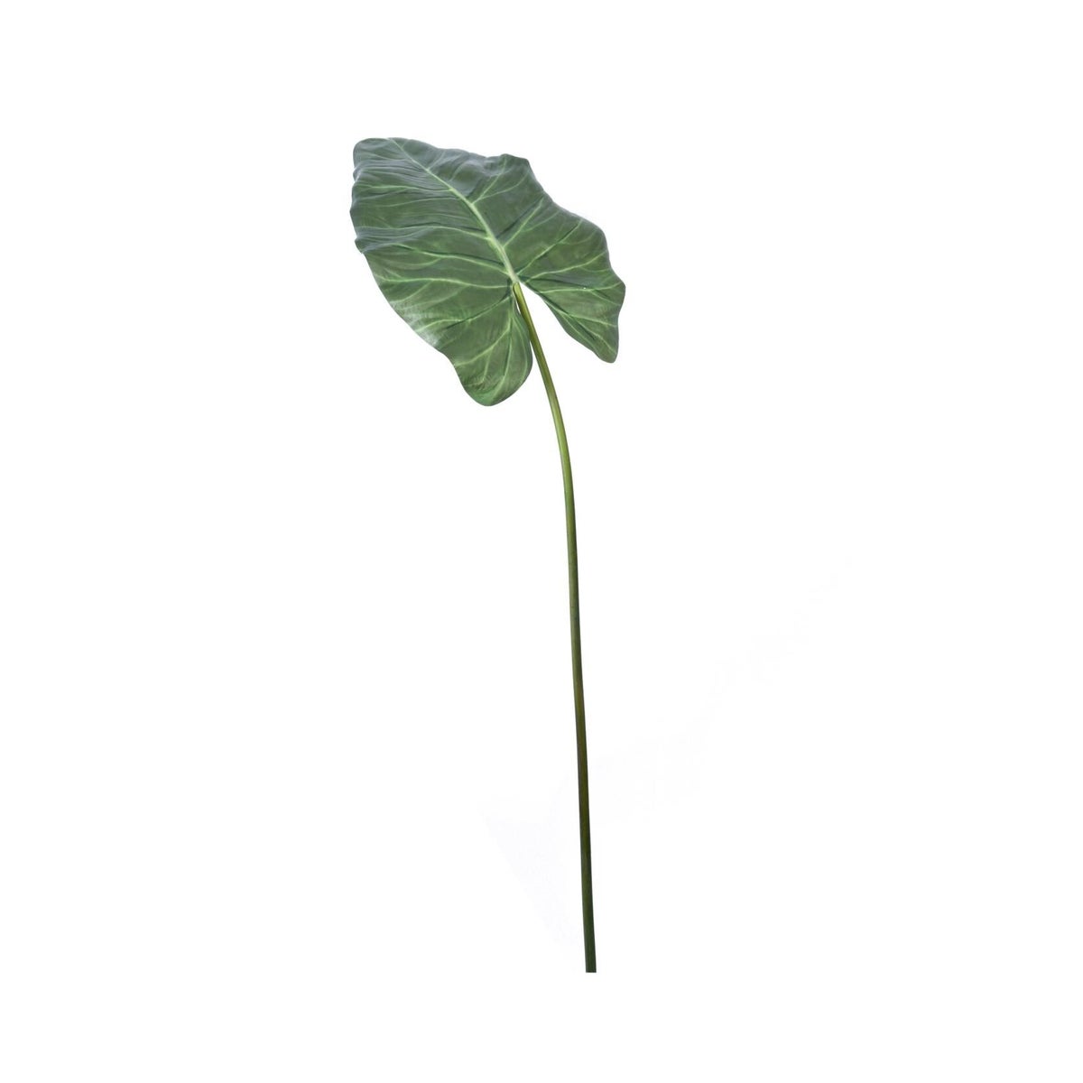 Alocasia Color Print Stem, Long