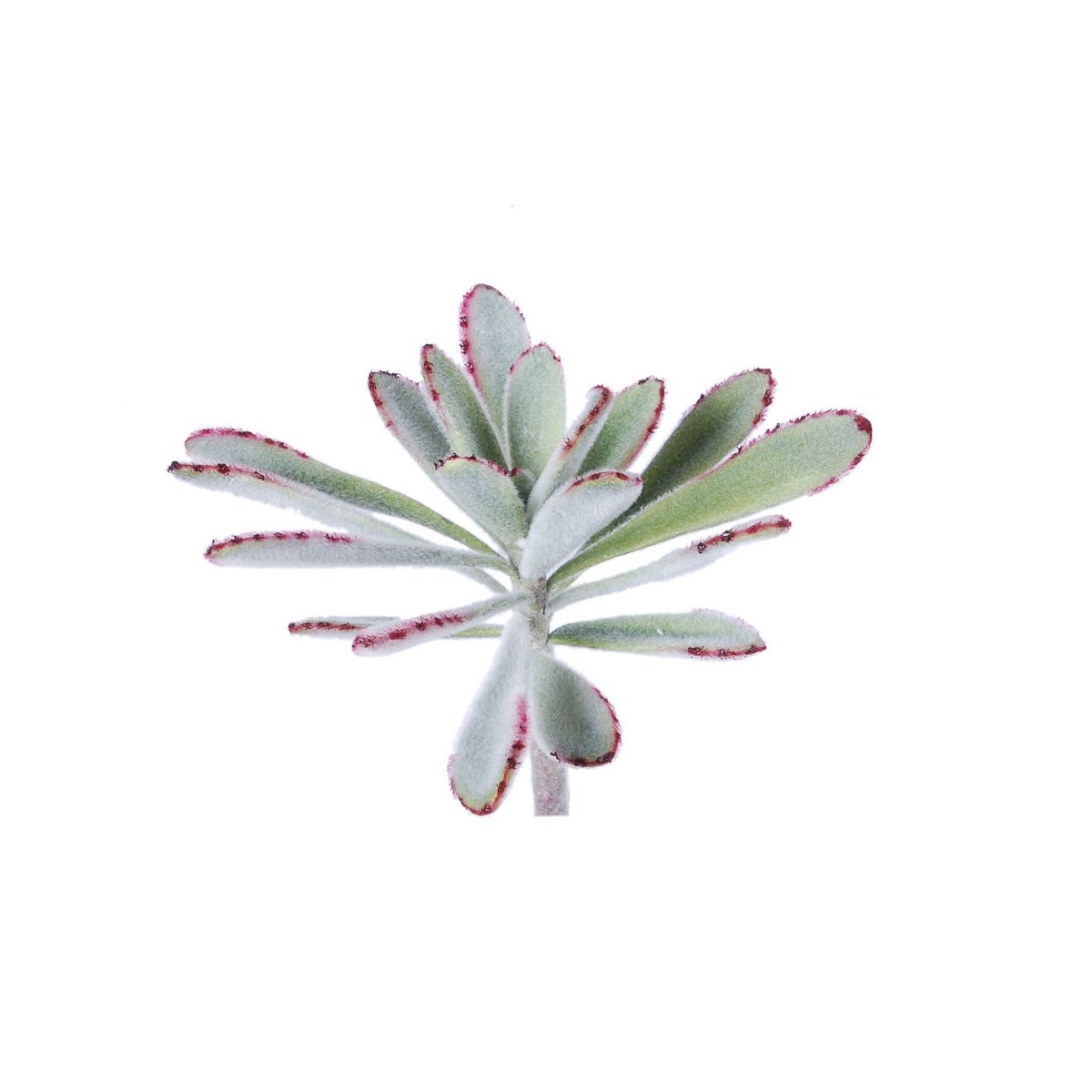 8.5" Succulent Panda Plant