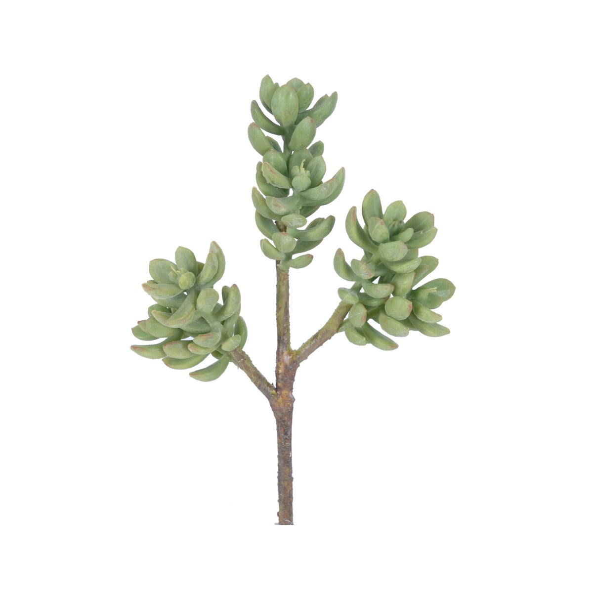 9" Sedum Morganianum