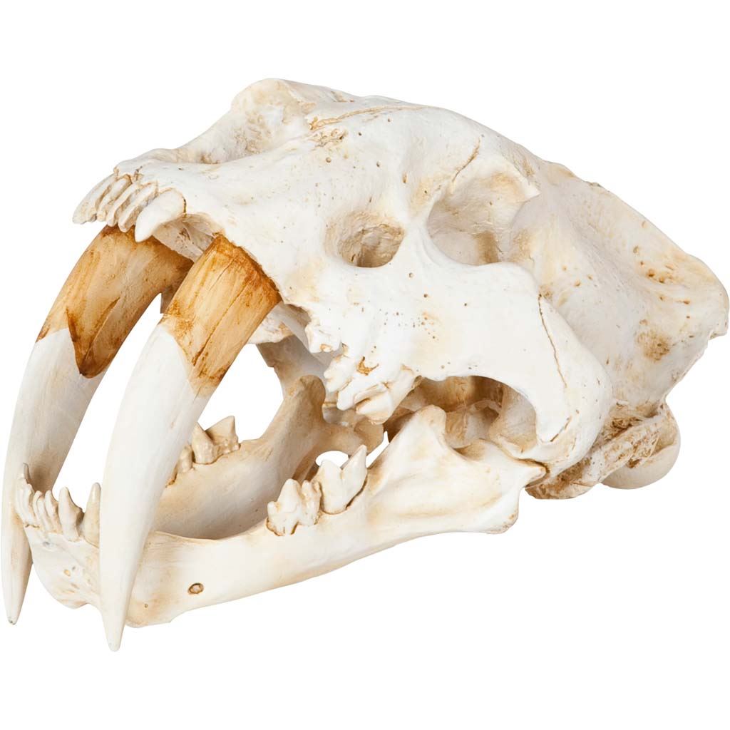 Fozzil Sabretooth Skull