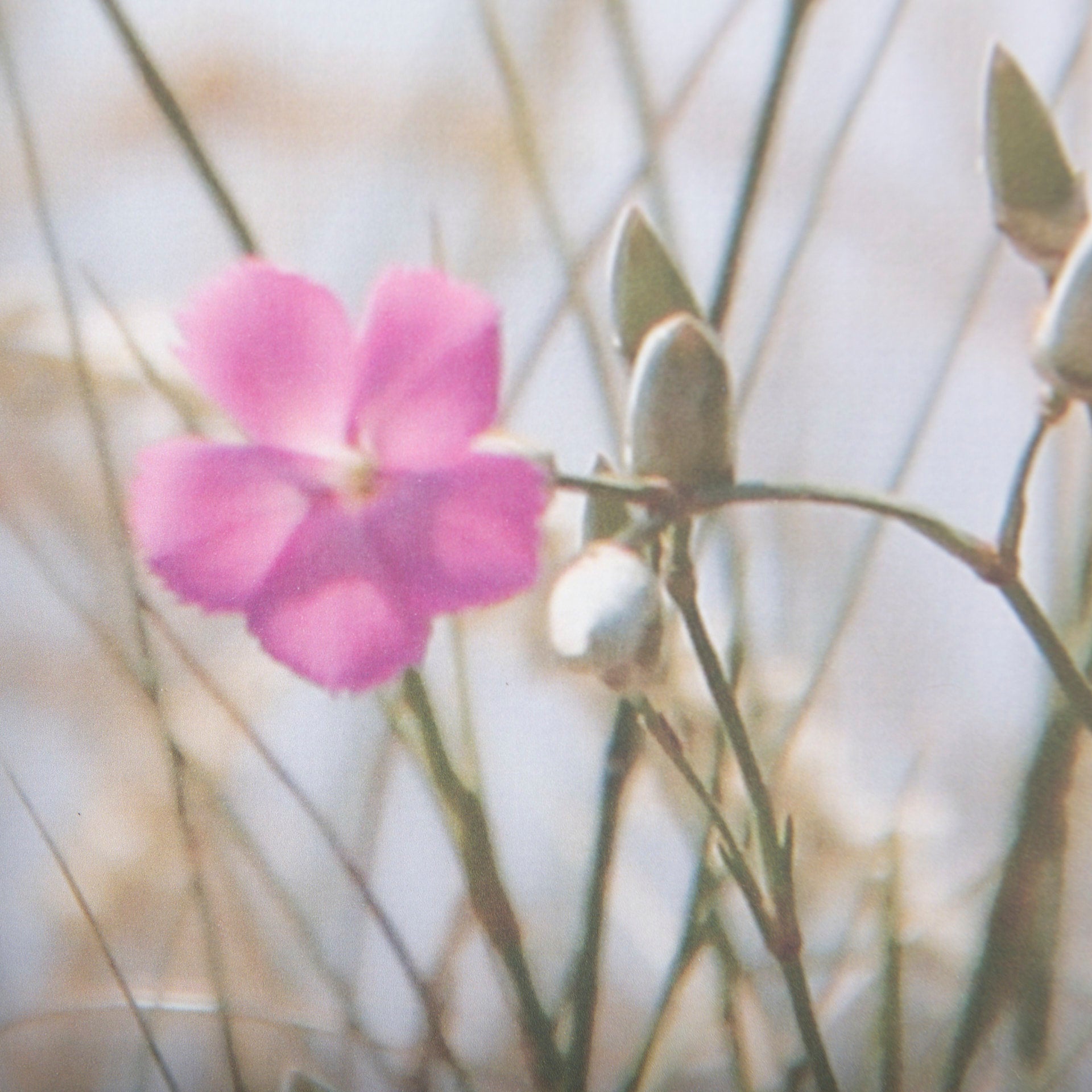 Wildflower Fade Framed Art