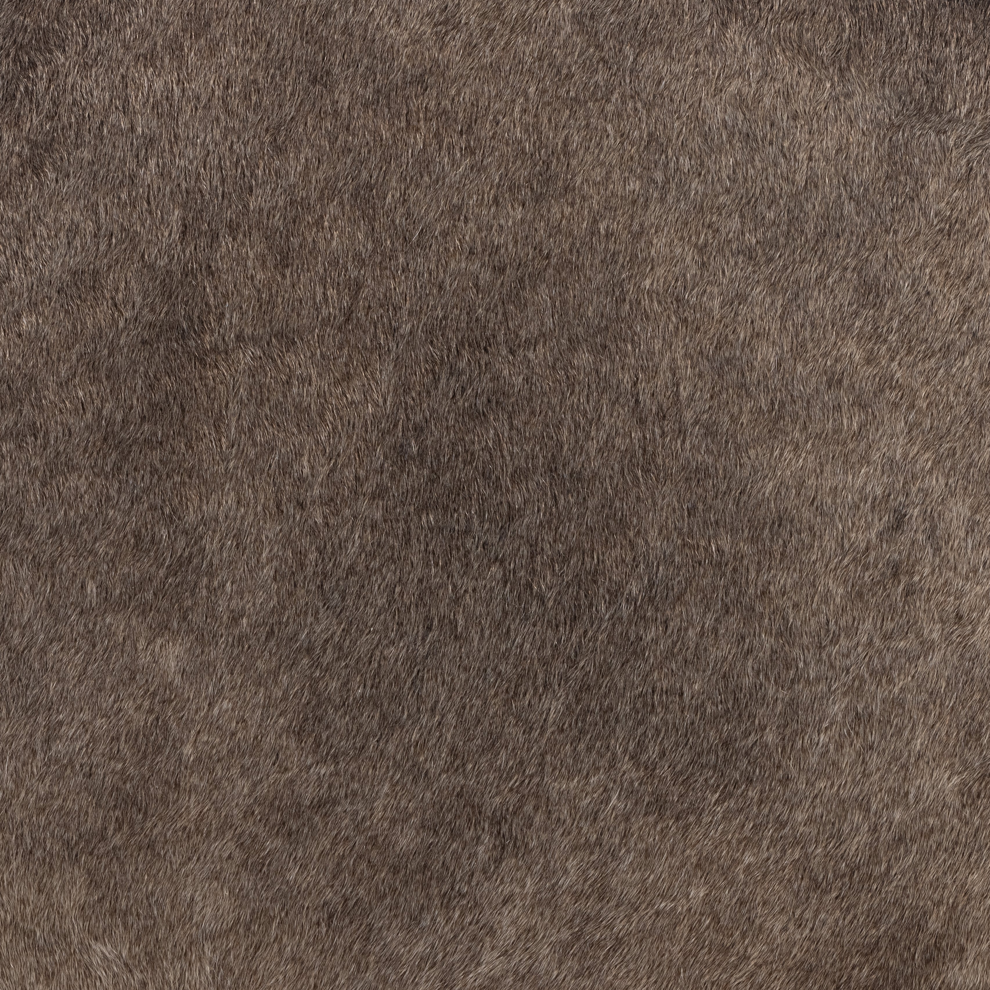 Bar / Speckled Hide