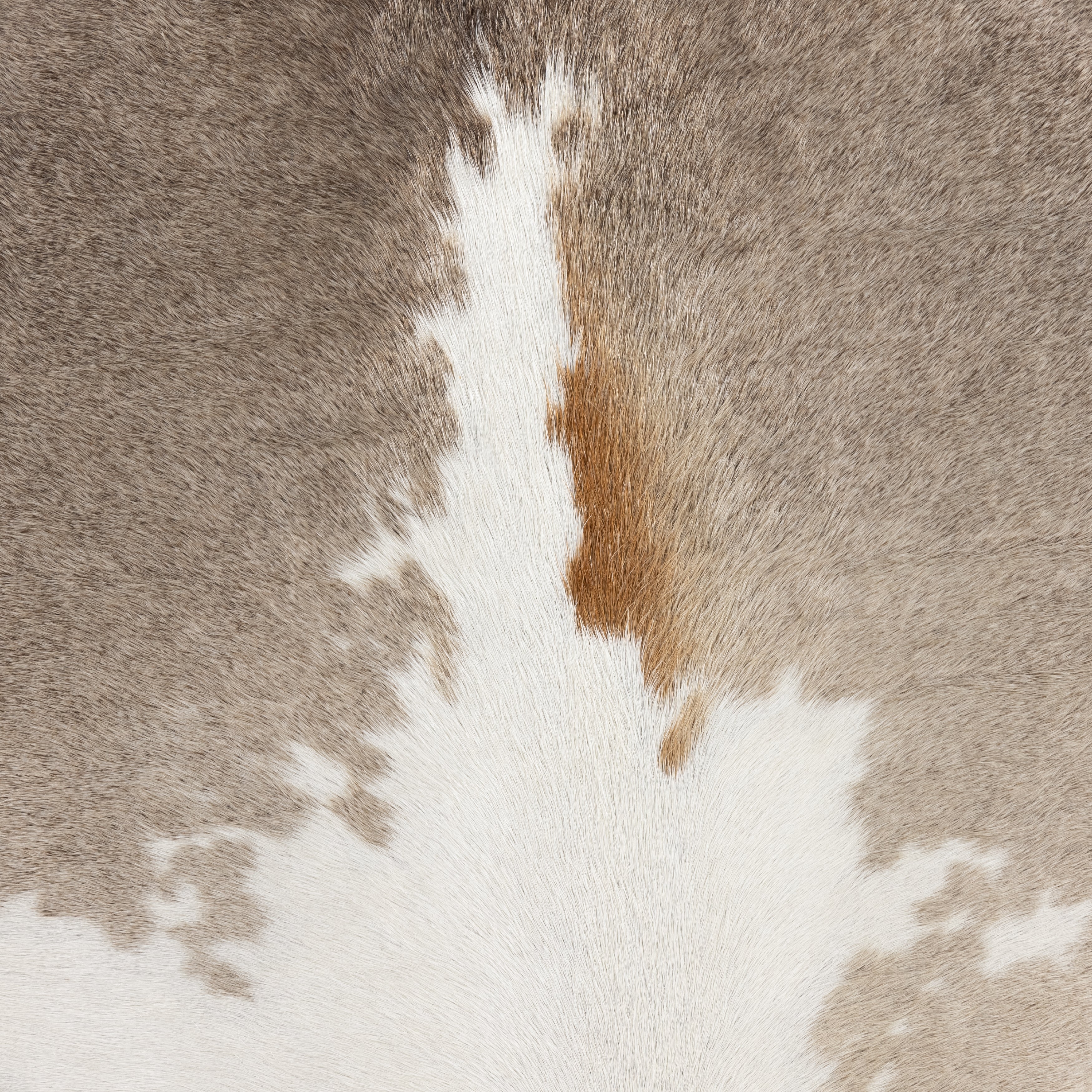Counter / Speckled Hide