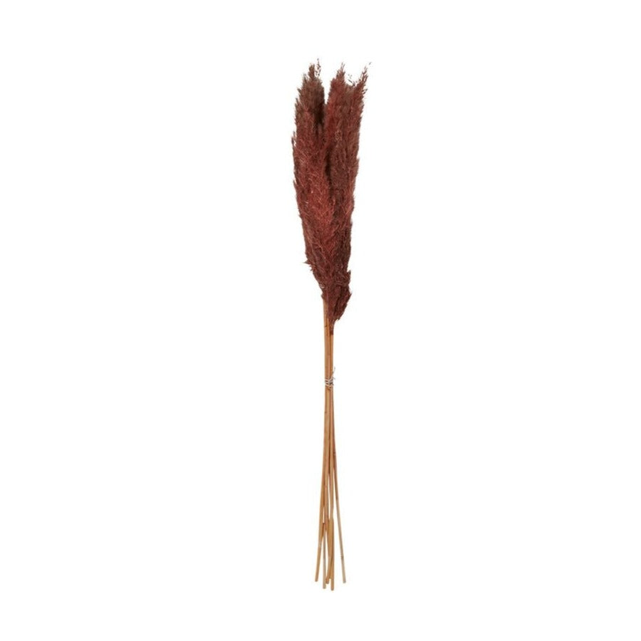 Dried Fluffy Pampas Grass - Brown