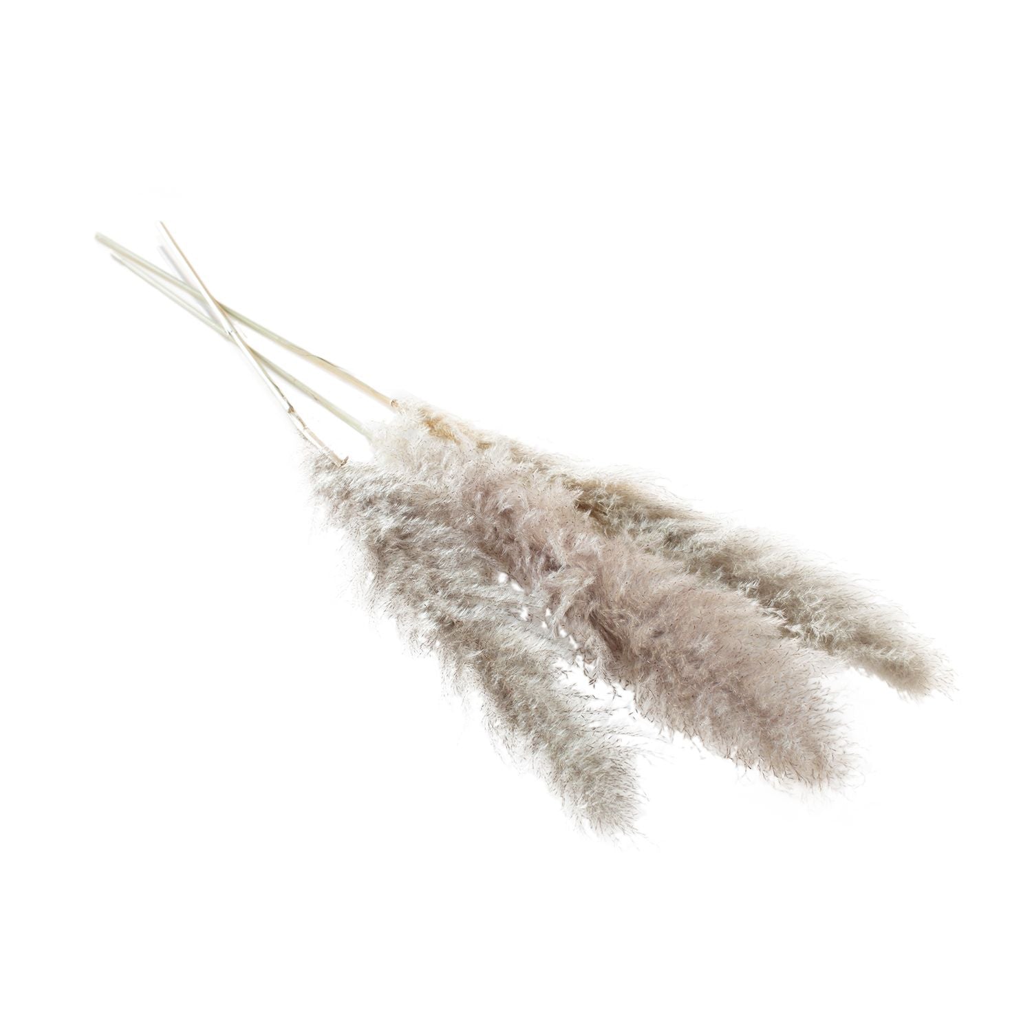 Grey Pampas Stem