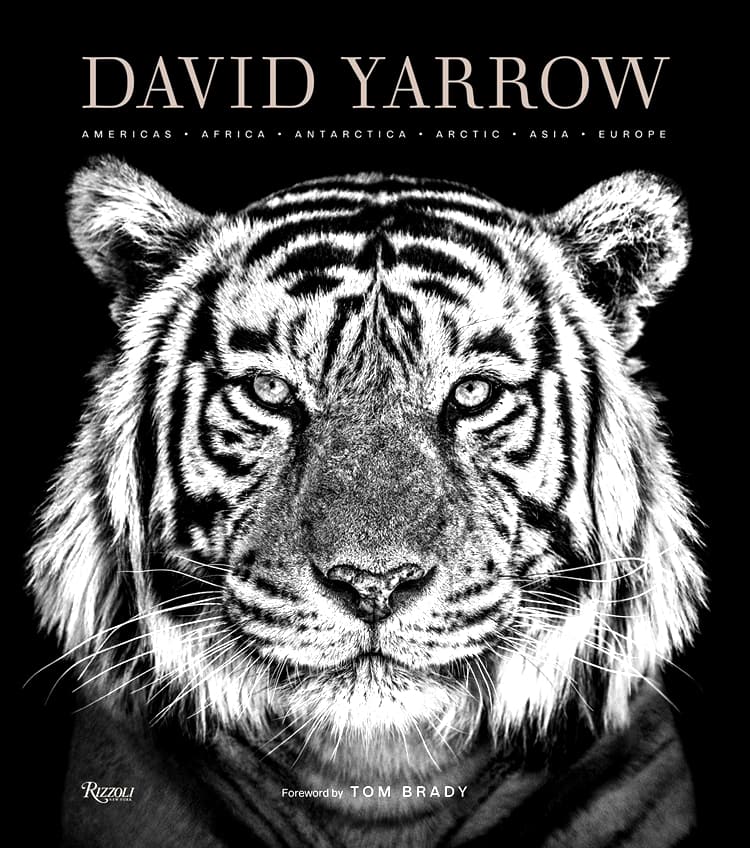 David Yarrow Photography