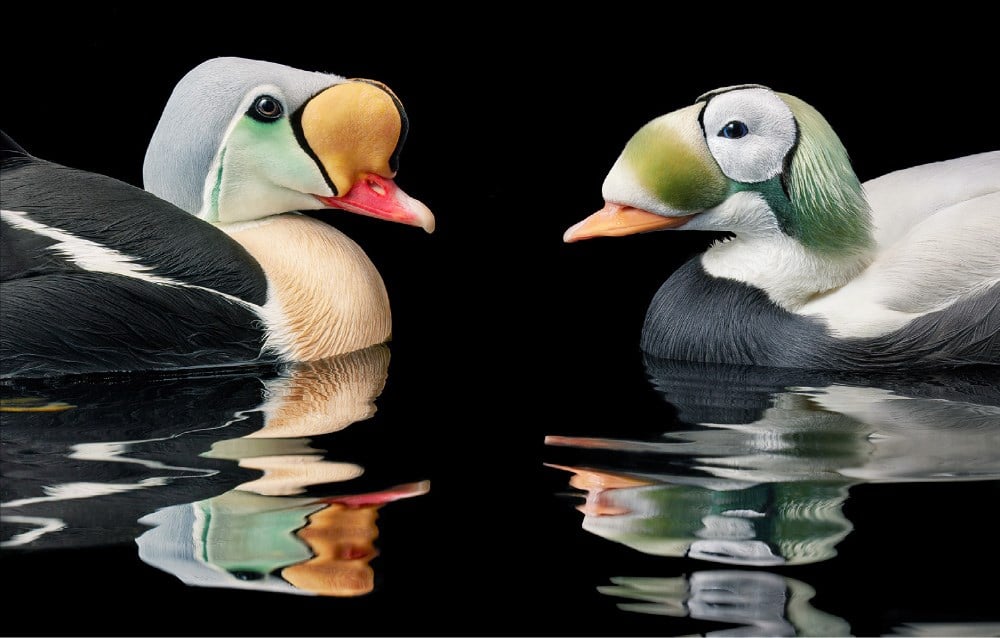 Birds by Tim Flach