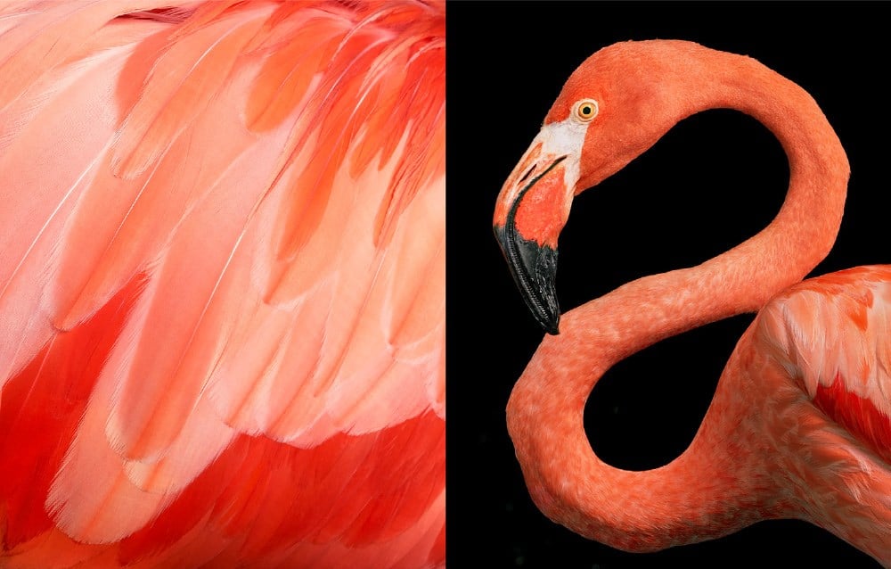 Birds by Tim Flach