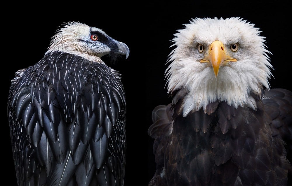 Birds by Tim Flach