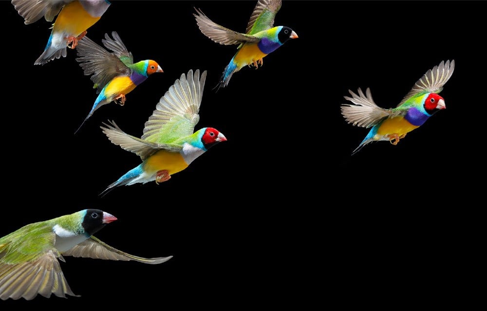 Birds by Tim Flach