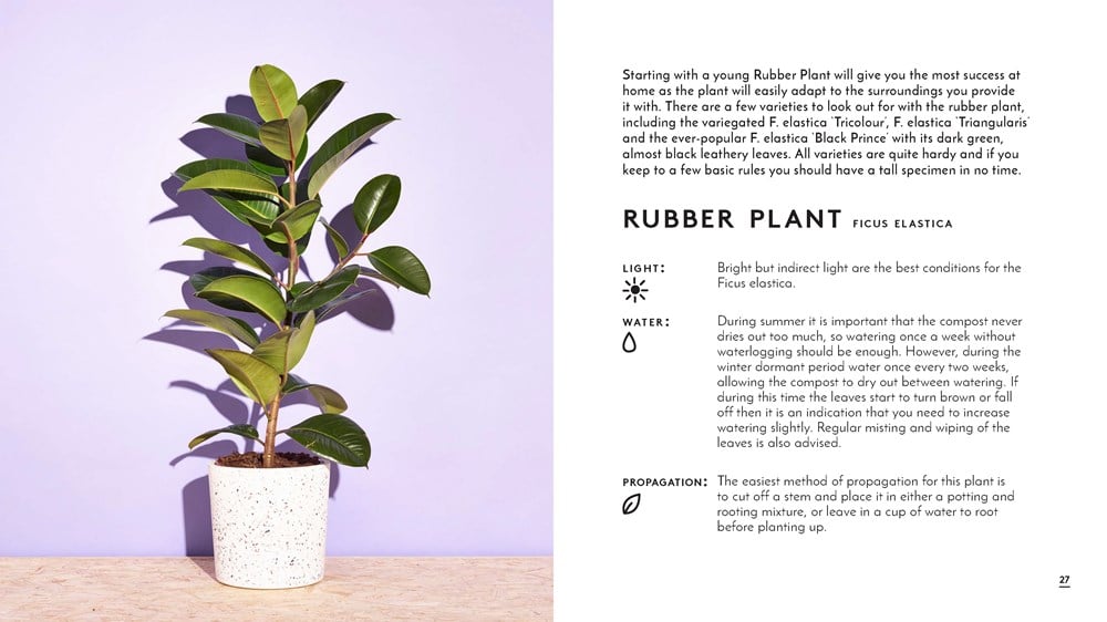 The Little Book of House Plants and Other Greenery