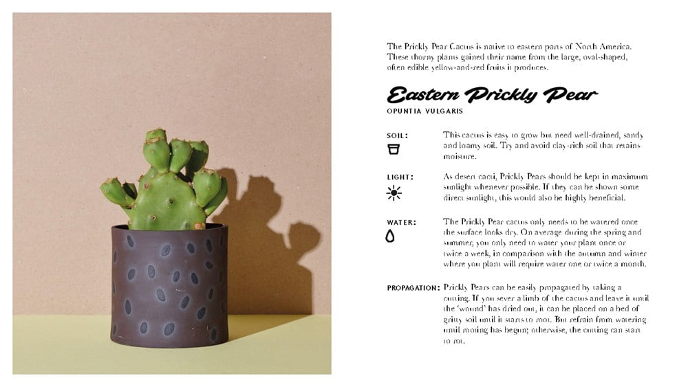 The Little Book of Cacti and Other Succulents