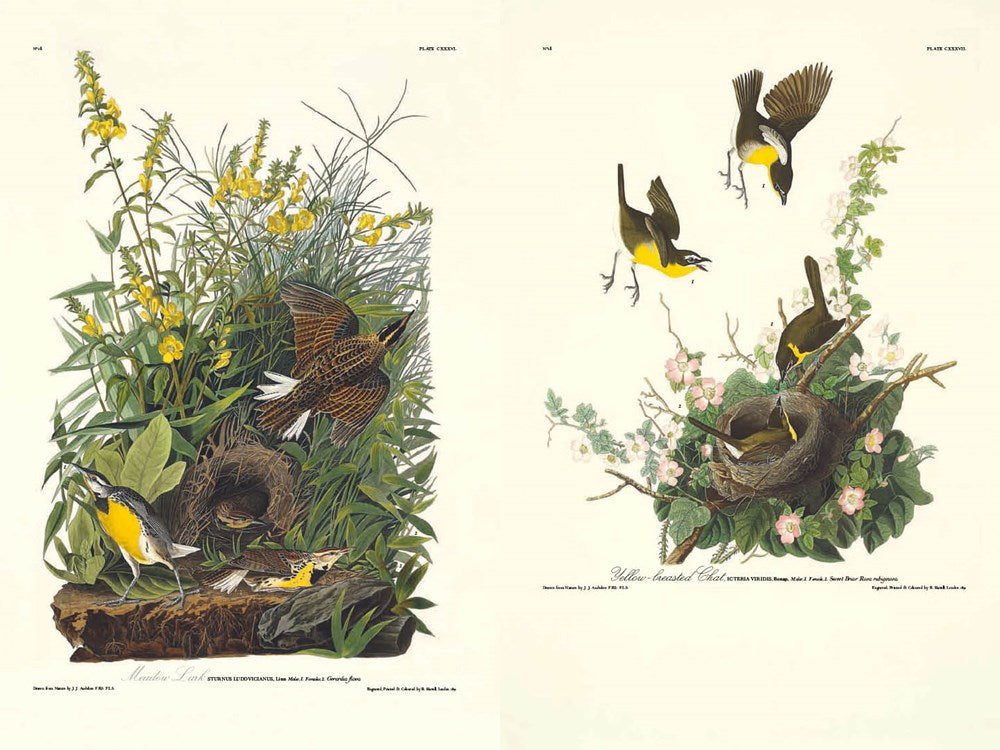 Birds of America by John James Audubon