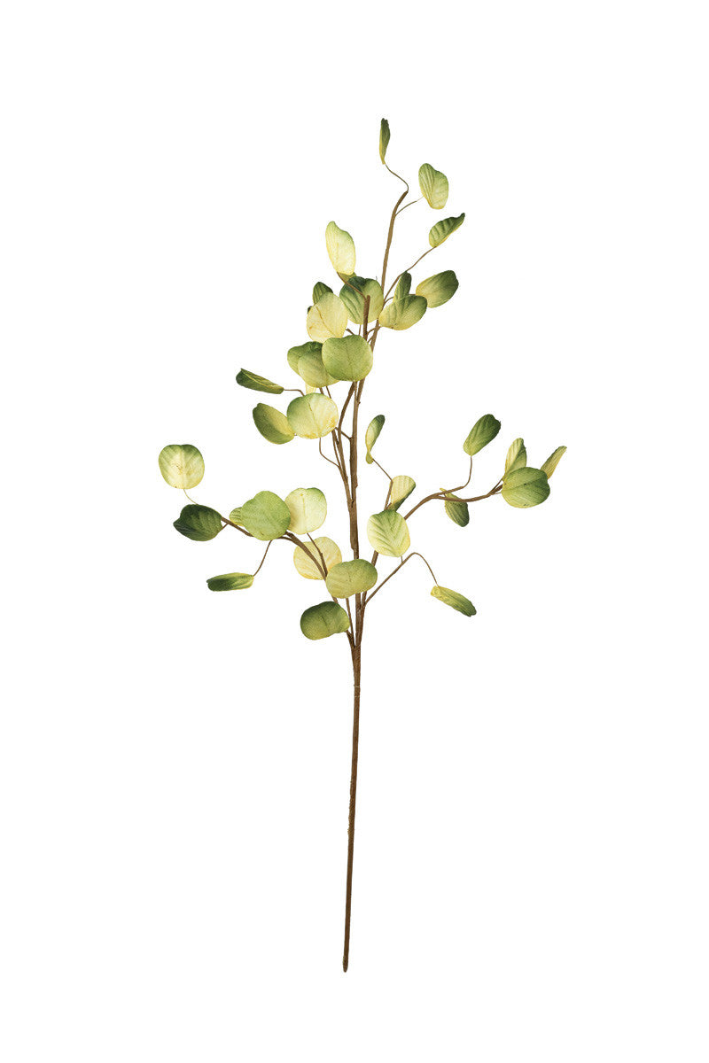 Botanica #3293