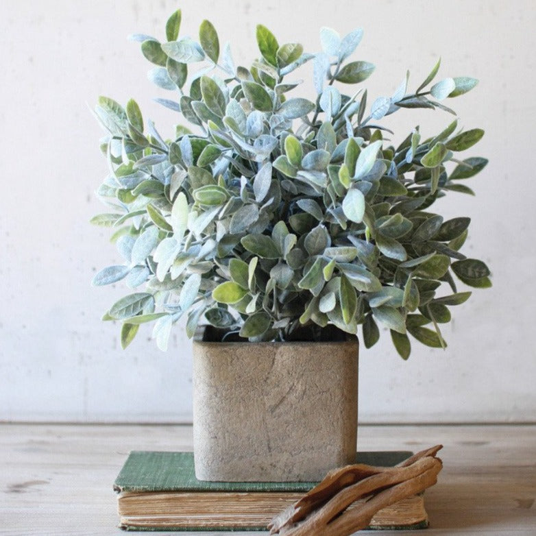 Sage Bush In Square Pot