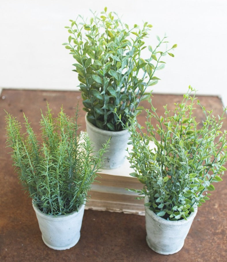 Herb In Cement Pot