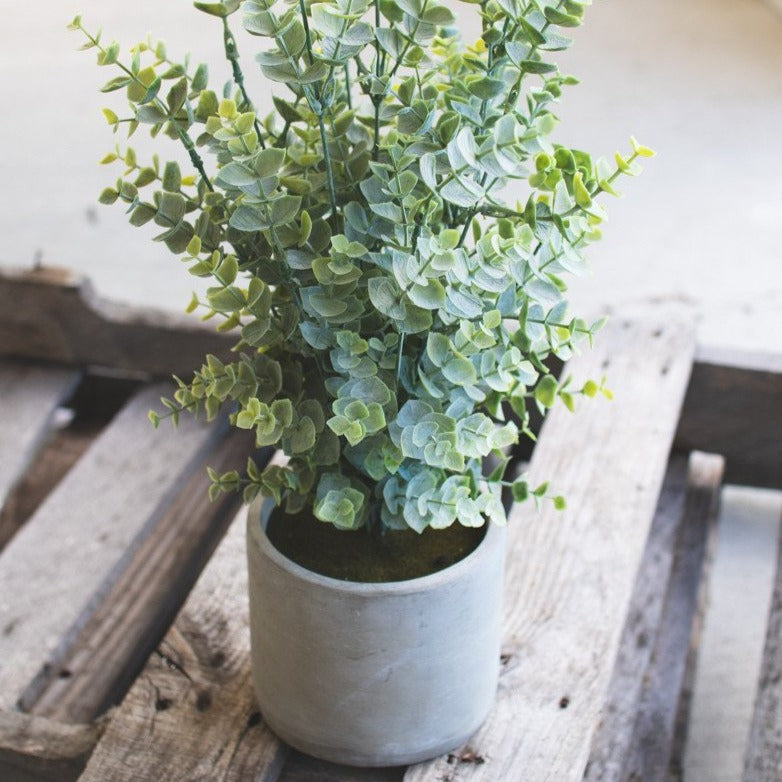 Boxwood In Round Pot