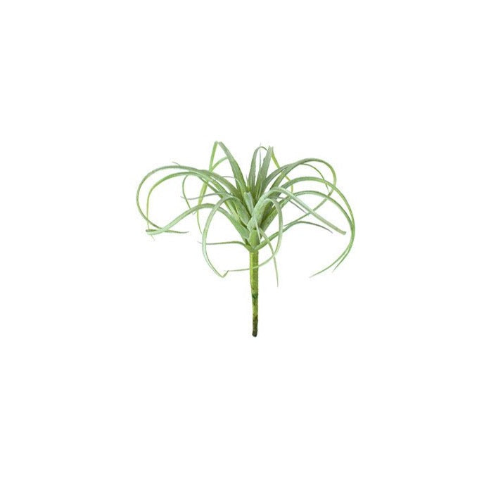 Small Air Plant