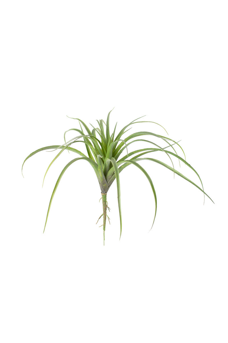 Large Air Plant