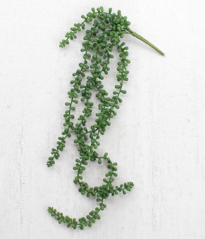 Necklace Fern Succulent
