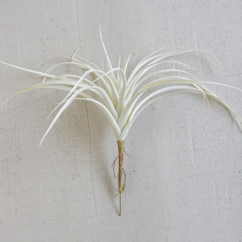 White Airplant