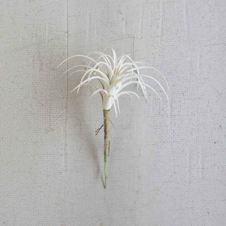 Small White Air Plant