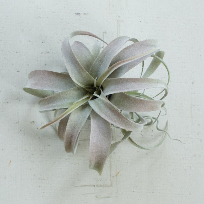 XL Grey Air Plant