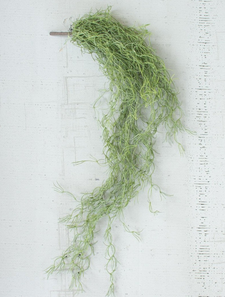 Green Hanging Moss