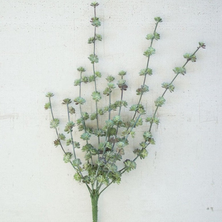 Succulent Bush