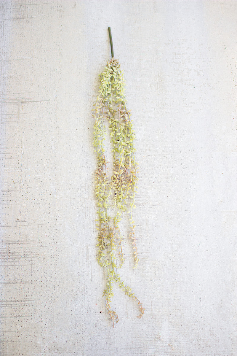 Fuzzy Necklace Plant